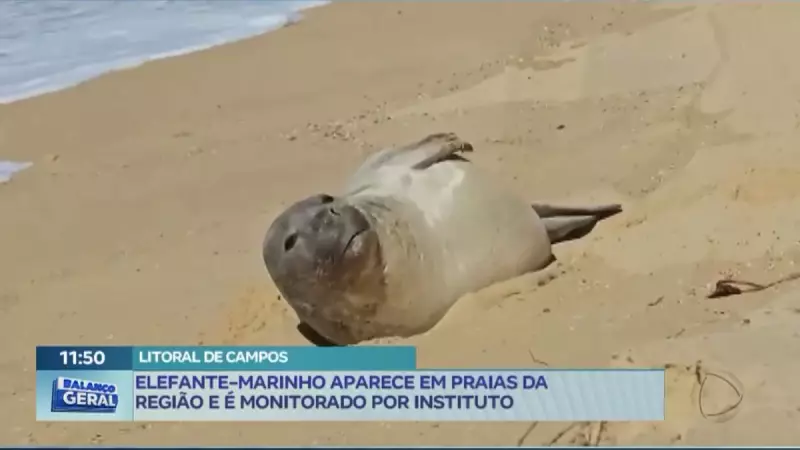 Elefante-marinho-do-sul é avistado no litoral do RJ: veja imagens impressionantes!