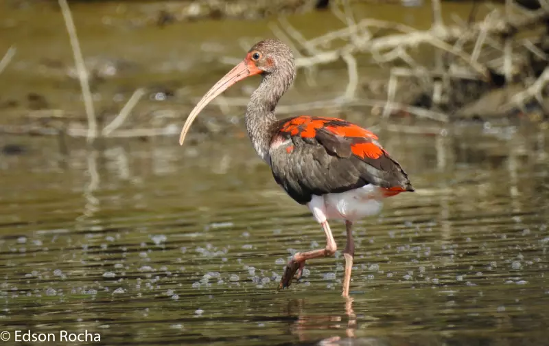 Empresário troca agitação urbana por paraíso natural e cria refúgio para observadores de aves em Ilha Comprida