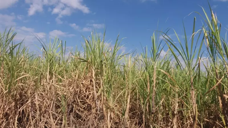 Energia dos Campos: O Superpoder Brasileiro que o Mundo Precisa Conhecer