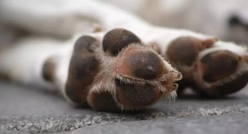 Envenenamento de cães em Imbituba deixa moradores em alerta: saiba como proteger seu pet