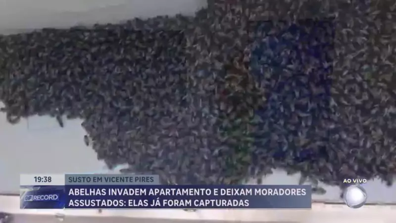Enxame com 20 mil abelhas é retirado de apartamento em Vicente Pires, DF — Veja como foi o resgate!