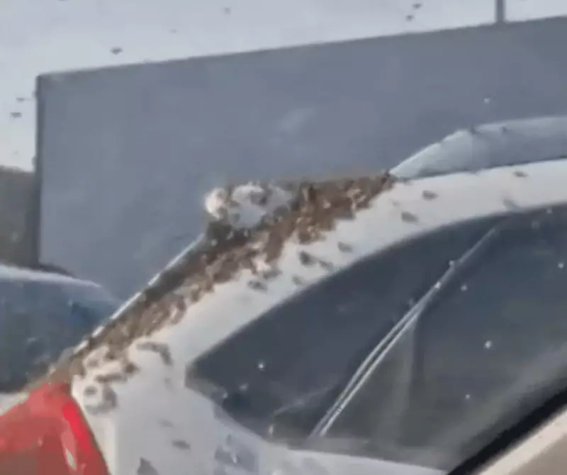 Enxame de abelhas ataca carro estacionado em SC e deixa cliente em pânico — Veja o vídeo!
