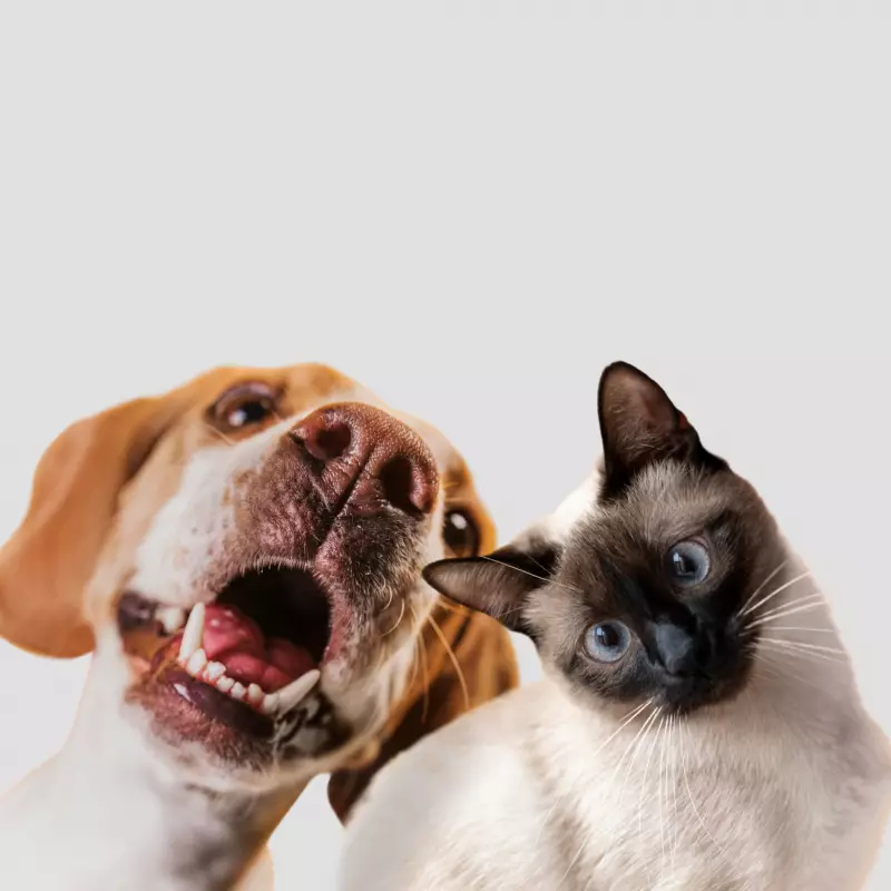 Expoagro 2025: Evento terá espaço para adoção e arrecadação de ração para pets