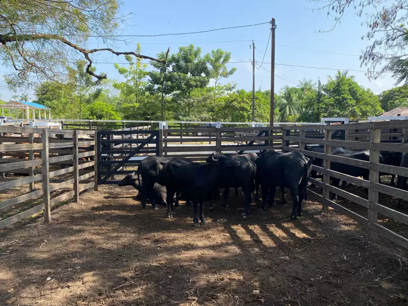 Expofeira 2025 no Amapá: Saiba como inscrever seu animal e brilhar no maior evento agropecuário do estado!