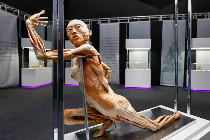 Exposição Human Bodies retorna a Curitiba com corpos reais em detalhes impressionantes