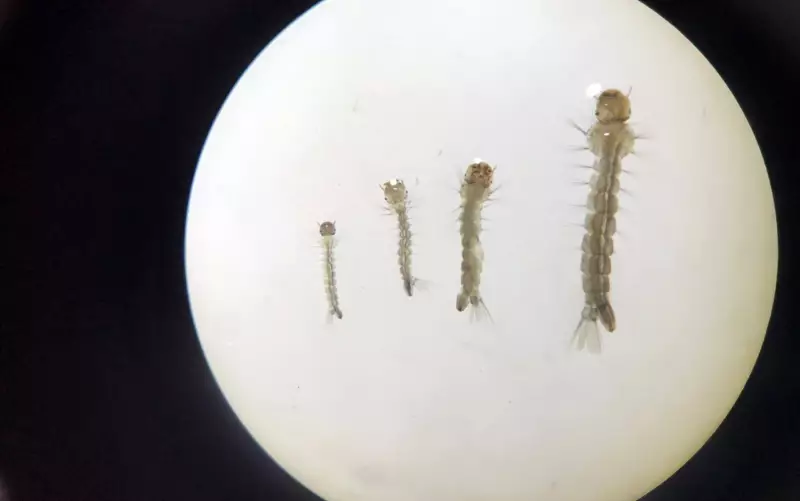 Extrato de café combate mosquito da dengue com eficácia de quase 100%, revela estudo mineiro