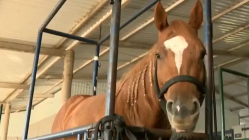 Fábrica de ração sob suspeita: quase 300 cavalos morrem após consumo de produto contaminado