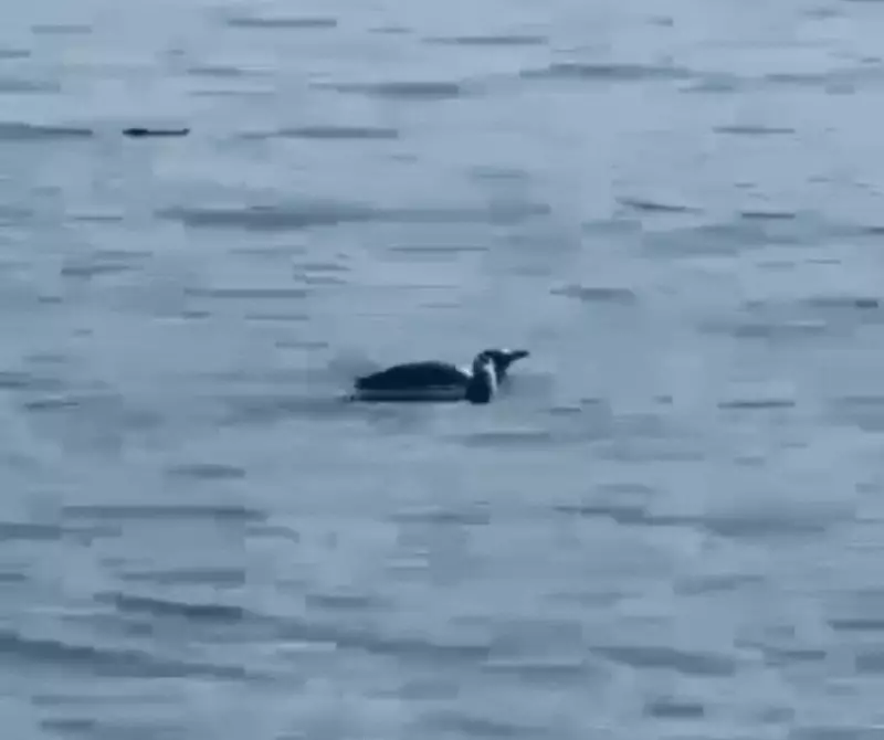 Família de pinguins é flagrada nadando ao lado de botos em praia de SC — veja o vídeo emocionante!