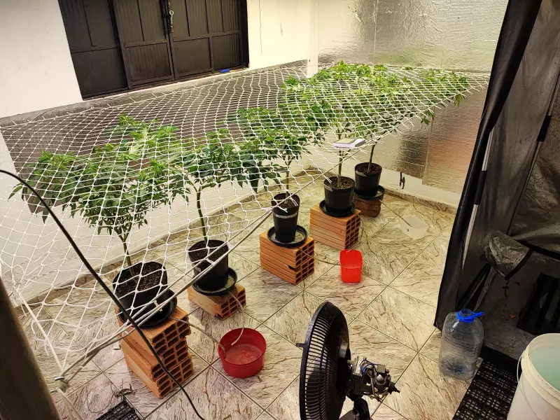 Família é presa com plantação de maconha em estufa improvisada em Patos de Minas