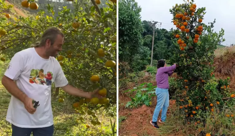Fazenda no ES encanta turistas com experiência única de colher mexericas direto do pé