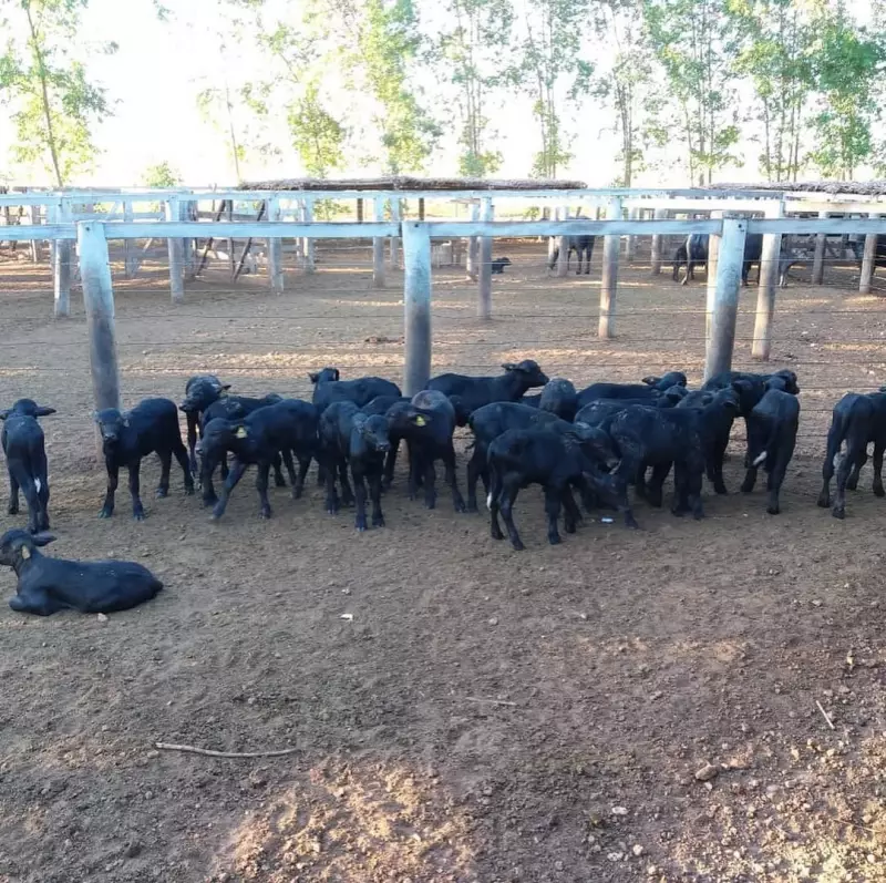 Fazendeiro é acionado pelo MP-MA por abandonar mais de mil búfalos em propriedade no interior do Maranhão