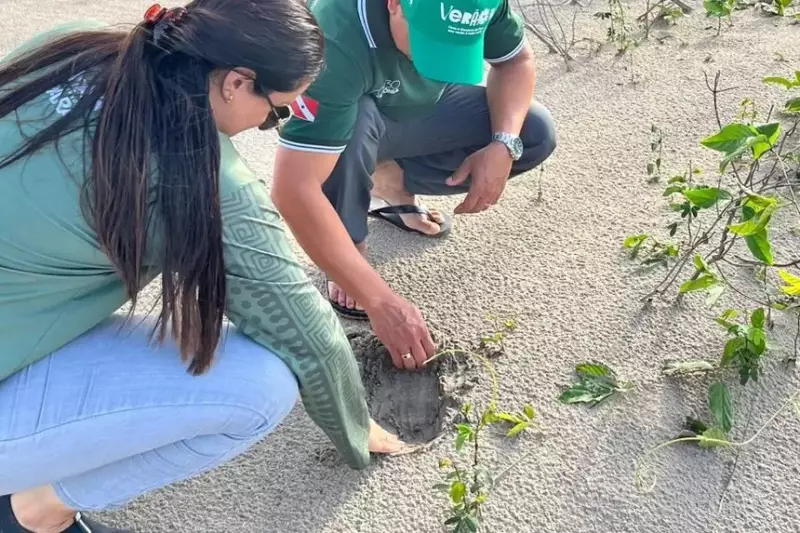 Fenômeno raro: Tartarugas marinhas e da Amazônia desovam simultaneamente em Soure, no Marajó