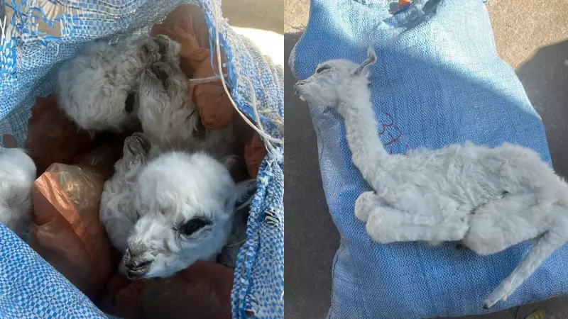 Fetos de lhamas e porcos são apreendidos em transporte clandestino em Corumbá