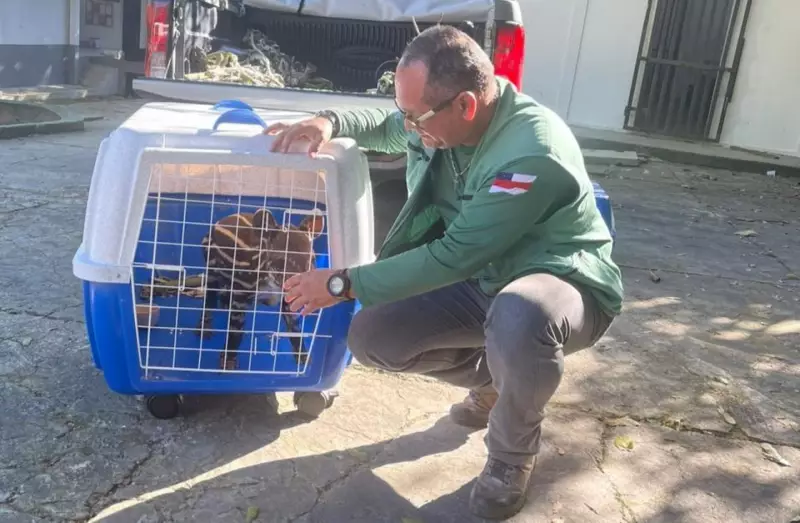Filhote de anta em risco de extinção é resgatado por moradores no Amazonas — veja o emocionante resgate!