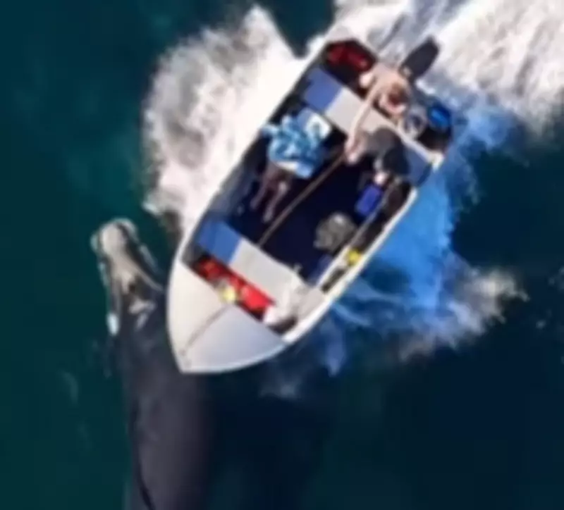 Filhote de baleia rara é ferido por lancha na Austrália — veja o vídeo chocante