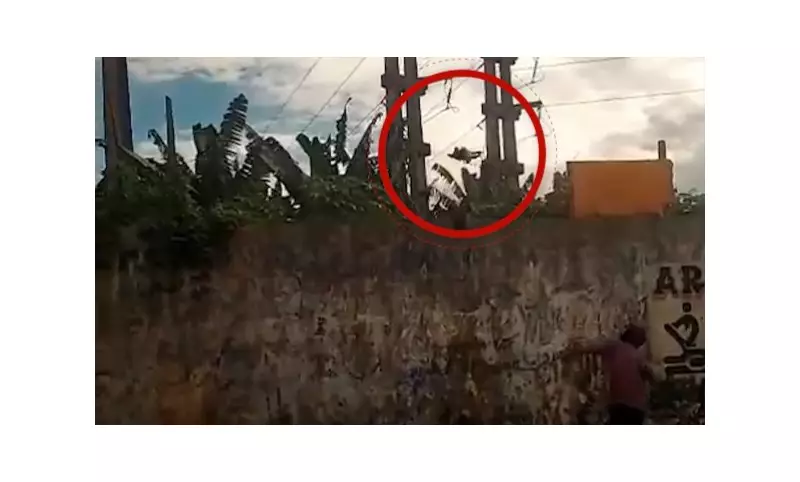 Filhote de cachorro arremessado por muro em Belém ganha nome e segue em tratamento emocionante