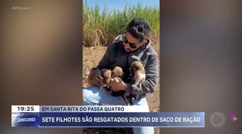 Filhotes abandonados são resgatados em canavial de Santa Rita do Passa Quatro - SP