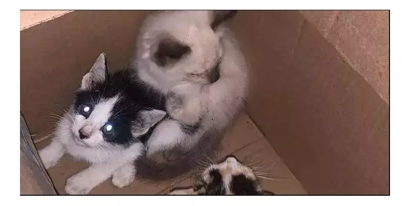 Filhotes de gatos são resgatados em situação de maus-tratos e fome em Belém