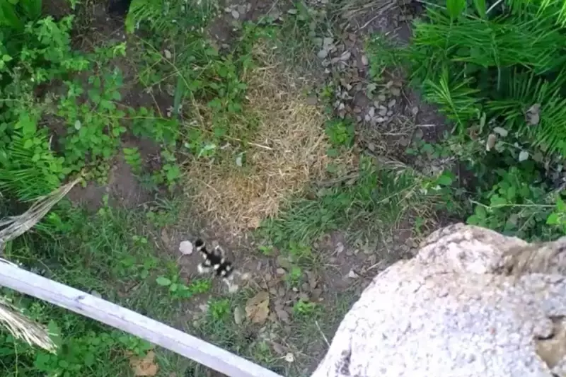 Filhotes de marreca nascem em ninho de araras e saltam de árvore de mais de 6 metros no Pantanal — assista ao vídeo