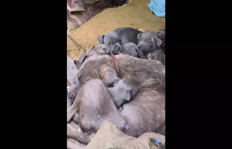 Filhotes de Pitbull abandonados no frio são resgatados em Balneário Camboriú - Veja o vídeo emocionante!