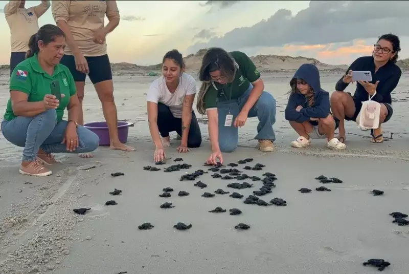 Filhotes de tartaruga-oliva encantam banhistas ao serem soltos na Praia do Atalaia, no Pará