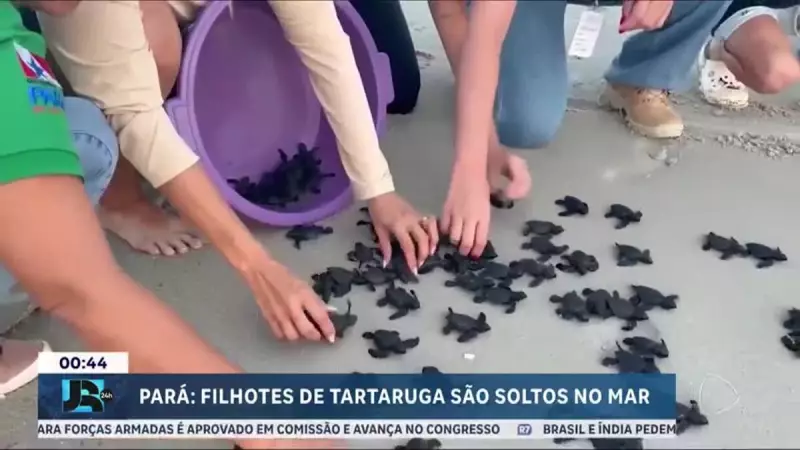 Filhotes de tartaruga-oliva são soltos em Salinópolis, no Pará: um espetáculo da natureza