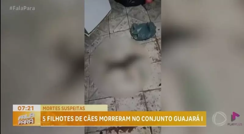 Filhotes são encontrados mortos em Ananindeua (PA): suspeita de envenenamento choca moradores