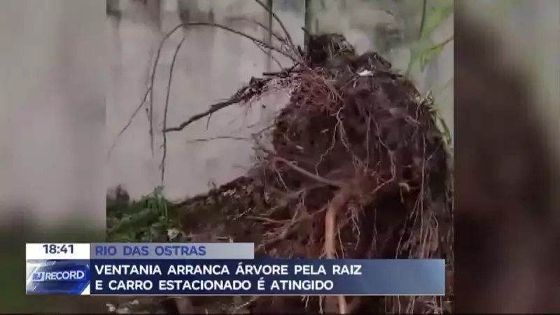 Fortes ventos arrancam árvore pela raiz em Rio das Ostras, RJ — Veja imagens!