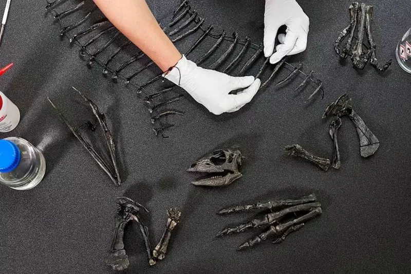 Fóssil de dinossauro do tamanho de um Border Collie é descoberto nos EUA: veja detalhes!