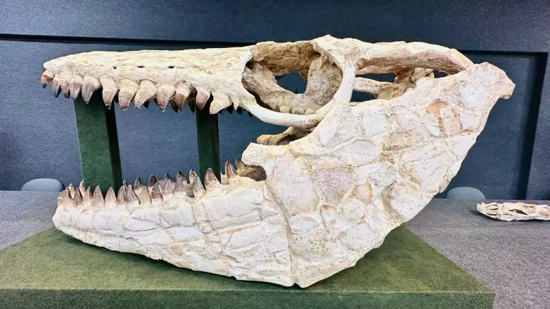 Fóssil de Mosassauro, estrela de Jurassic World, é exposto em Santa Catarina