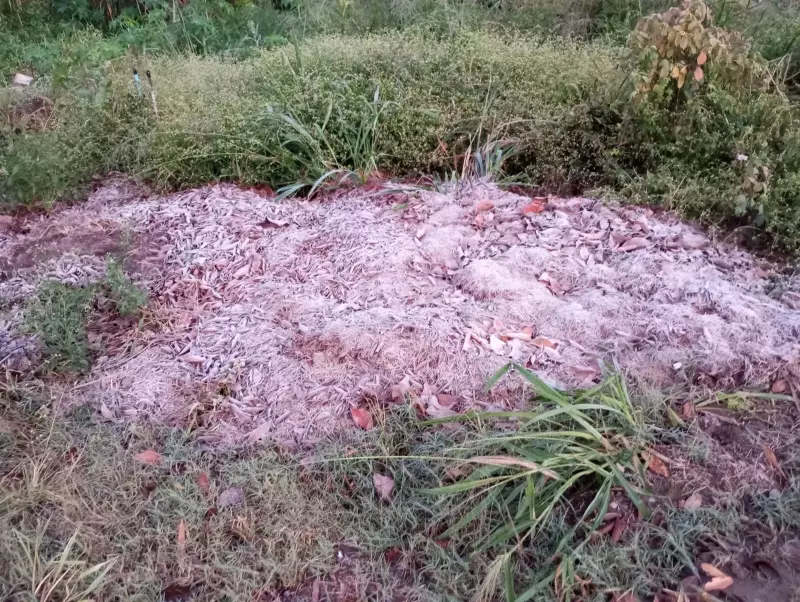 Frio congela Limeira: termômetros marcam 0°C e previsão alerta para mais dias gelados na região