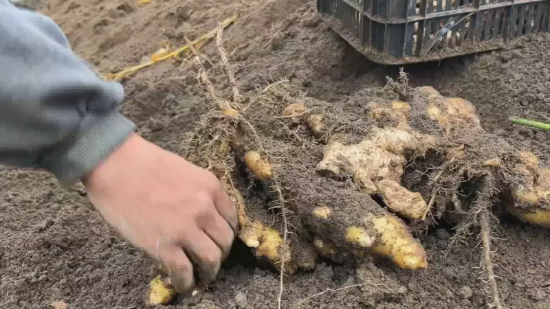 Frio impulsiona mercado do gengibre: saiba como a baixa temperatura beneficia produtores