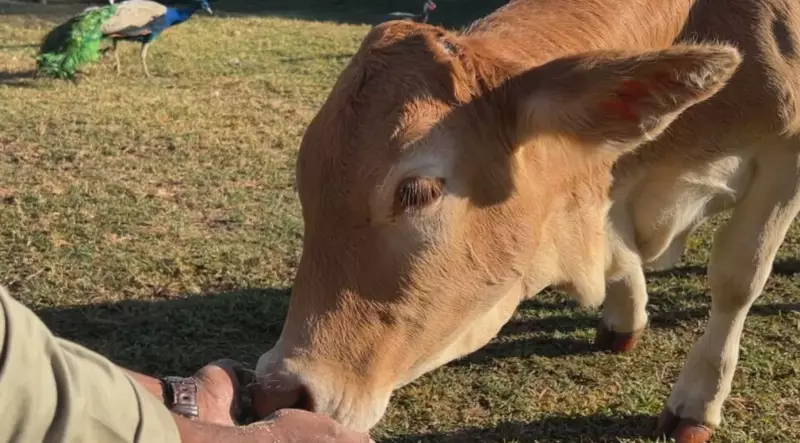 Fuga da agitação urbana: roteiros rurais ganham destaque como refúgio de paz e conexão com a natureza