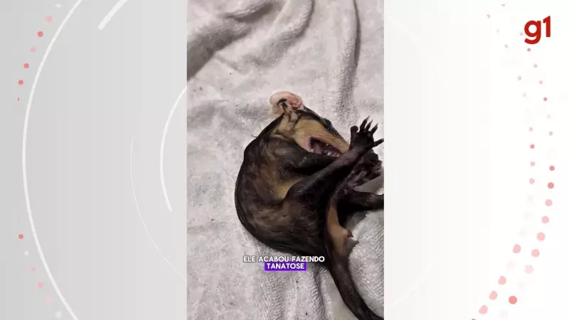 Gamba finge de morto para escapar de privada em vídeo impressionante