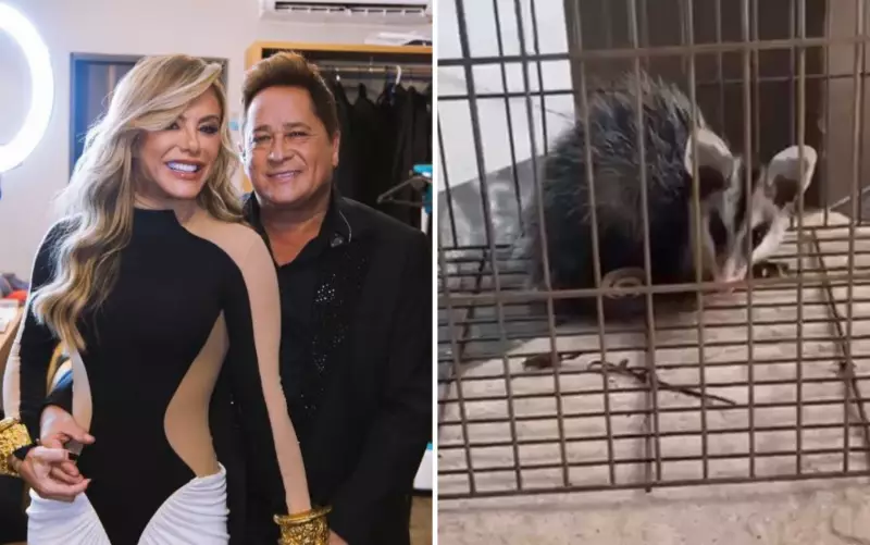 Gamba invade casa e devora frutinhas em Goiás: veja o susto da família!