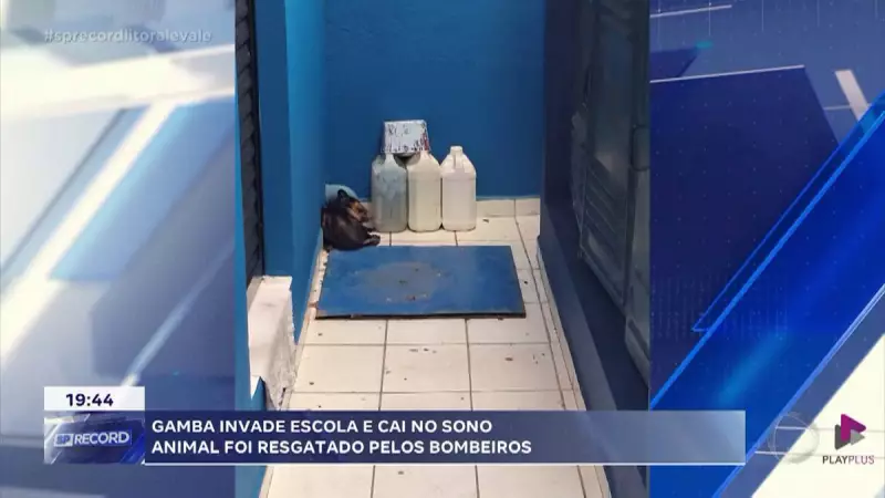 Gamba invade escola e adormece em sala de aula em São Sebastião, SP — Veja o vídeo!