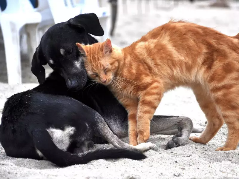 Gaspar em alerta: Prefeitura planeja mapear envenenamento de animais após onda de denúncias