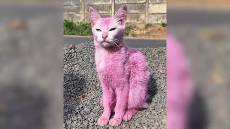 Gata é salva após ser pintada de rosa com tinta para móveis em MG — veja o resgate emocionante