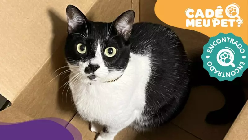 Gata Penny é encontrada após grande mobilização em Vitória - Final feliz para família e comunidade