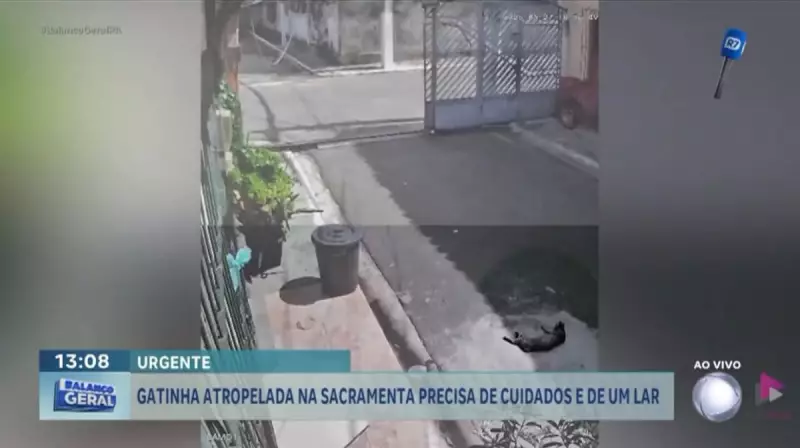 Gatinha atropelada enquanto tomava sol na rua busca um lar e cuidados especiais