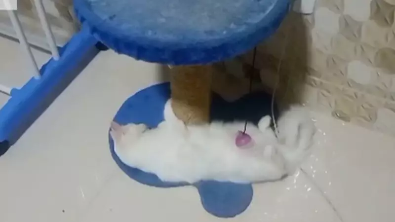 Gatinha vira meme ao brincar com preguiça digna de um domingo chuvoso — veja o vídeo!