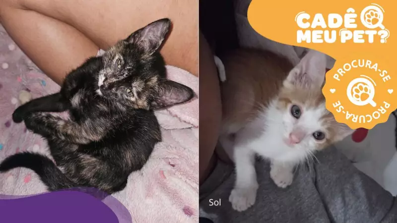 Gatinhos filhotes desaparecem na Serra: Luna e Sol são procurados por tutores desesperados