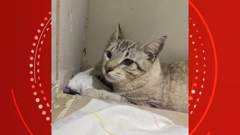 Gato é baleado com arma de pressão durante passeio em Porto Velho: caso choca moradores
