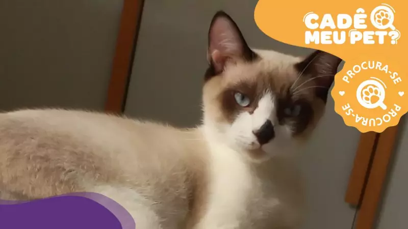 Gato Luke desaparece na Praia da Costa: família faz apelo desesperado por ajuda