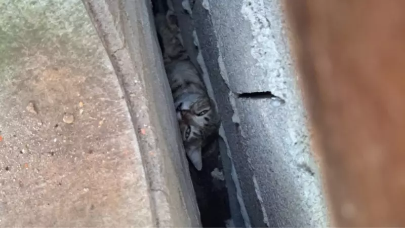 Gato preso entre paredes é resgatado por bombeiros em cena emocionante em Caraguatatuba