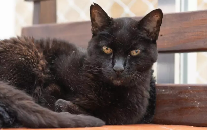 Gatos idosos: saiba como garantir qualidade de vida e saúde no envelhecimento felino