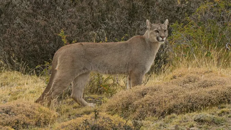 Gatos Selvagens do Brasil: Conheça os Felinos que Dominam Nossas Florestas