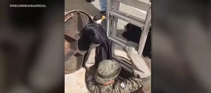 Gavião-carcará resgatado em Salvador: veja como o animal foi salvo em área de difícil acesso