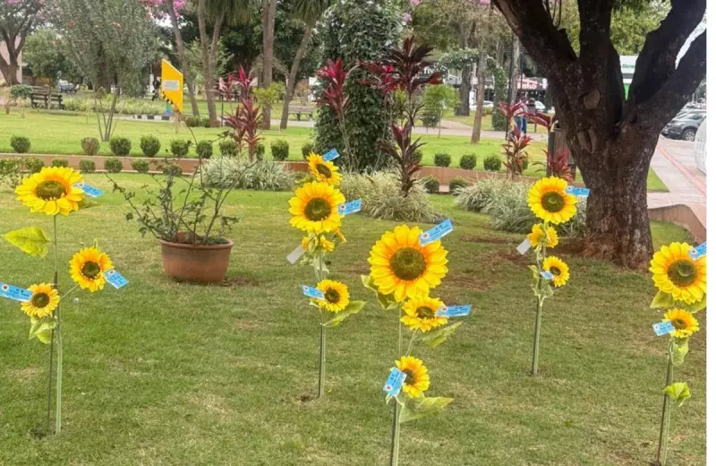 Girassóis plantados em MS homenageiam vítimas de feminicídio em emocionante tributo