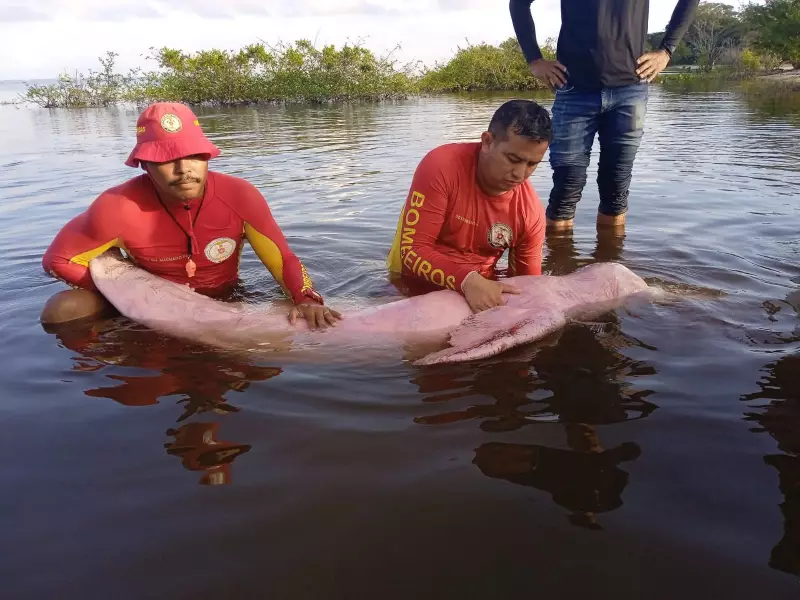 Golfinho preso em rede de pesca é salvo por bombeiros no Xingu — veja o resgate emocionante!
